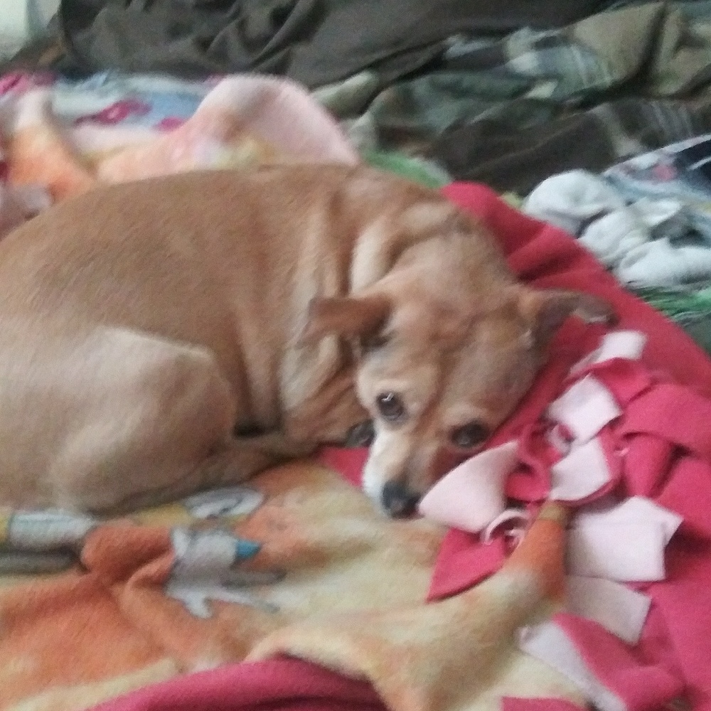 Meet your Posher, Abby